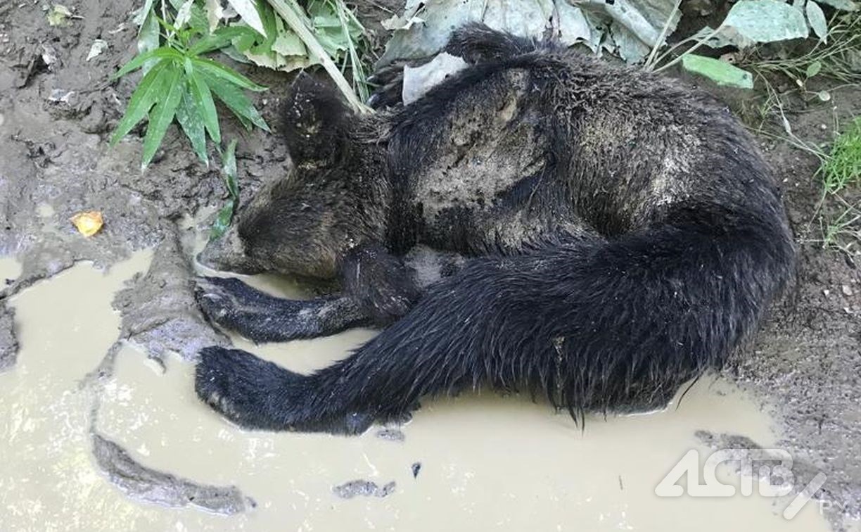 Раненый медвежонок умирал в лесу на глазах у сахалинцев