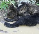 Раненый медвежонок умирал в лесу на глазах у сахалинцев
