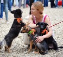 В рамках выставки беспородных собак в Южно-Сахалинске 8 питомцев обрели хозяев