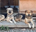 "Наживаются на бедных животных": мошенники создали фейковый аккаунт сахалинского приюта "Пёс и кот"