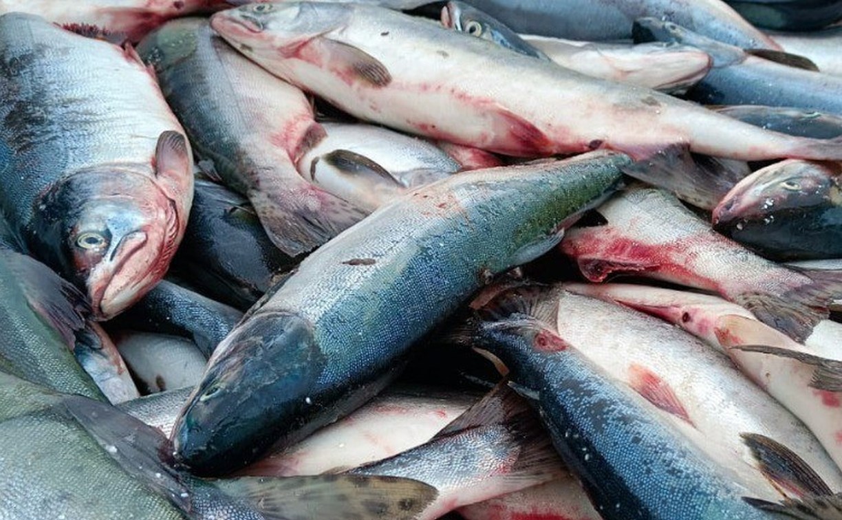 Рыбу по социальным ценам привезли сразу в 14 районов Сахалинской области
