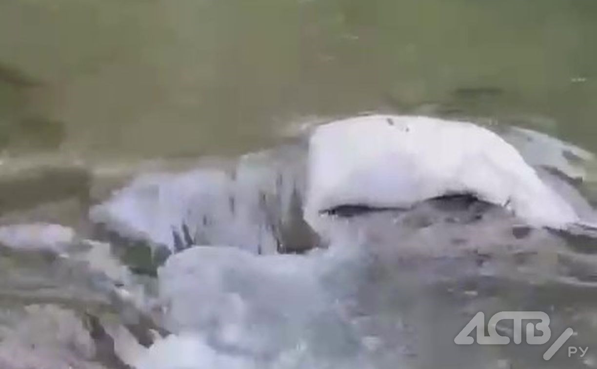 "Вонь стоит неимоверная": неизвестные на Сахалине выбросили 20 мешков с рыбой в реку