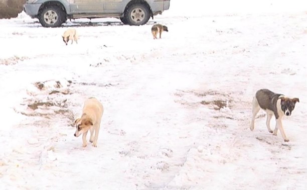 Догхантеры или коммунальщики - зоозащитники выясняют, кто травит собак в пригороде Южно-Сахалинска