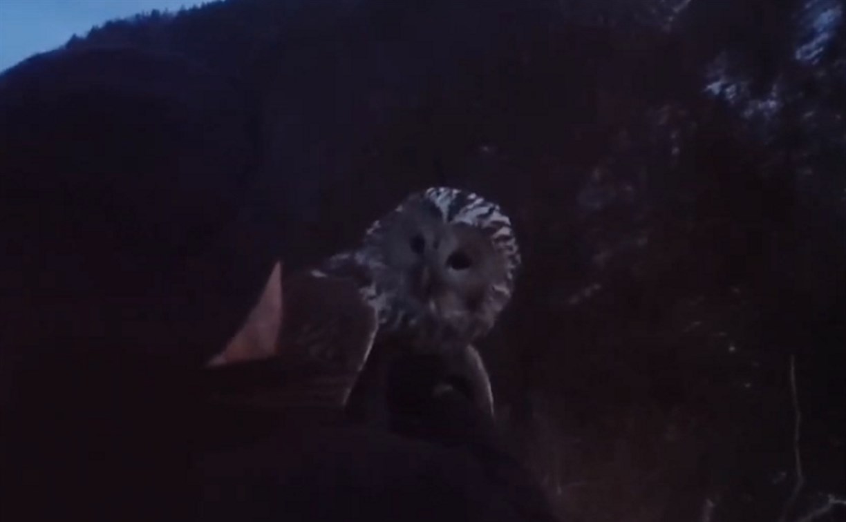 Трех совушек на Сахалине после длительного лечения выпустили на волю