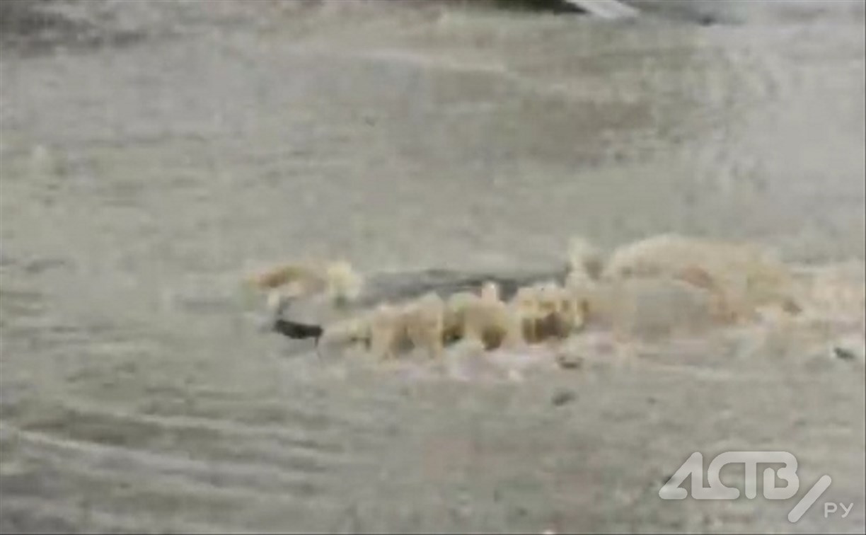 Сверху дождь, снизу - фонтан: проспект Мира в Южно-Сахалинске заливает из люка