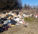 Филиал "пивного рая": алкогольный магазин на Сахалине вывез отходы производства на лесную полянку