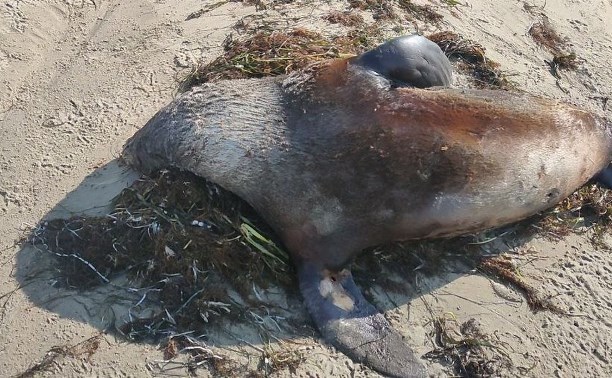 Умирающих морских котиков обнаружили на побережье Сахалина - специалисты ищут причину