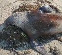 Умирающих морских котиков обнаружили на побережье Сахалина - специалисты ищут причину