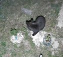 "Немедленно покиньте территорию": во Второй Пади бродит раненый медведь 