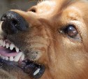 В Южно-Сахалинске за неделю отловили 21 бродячую собаку