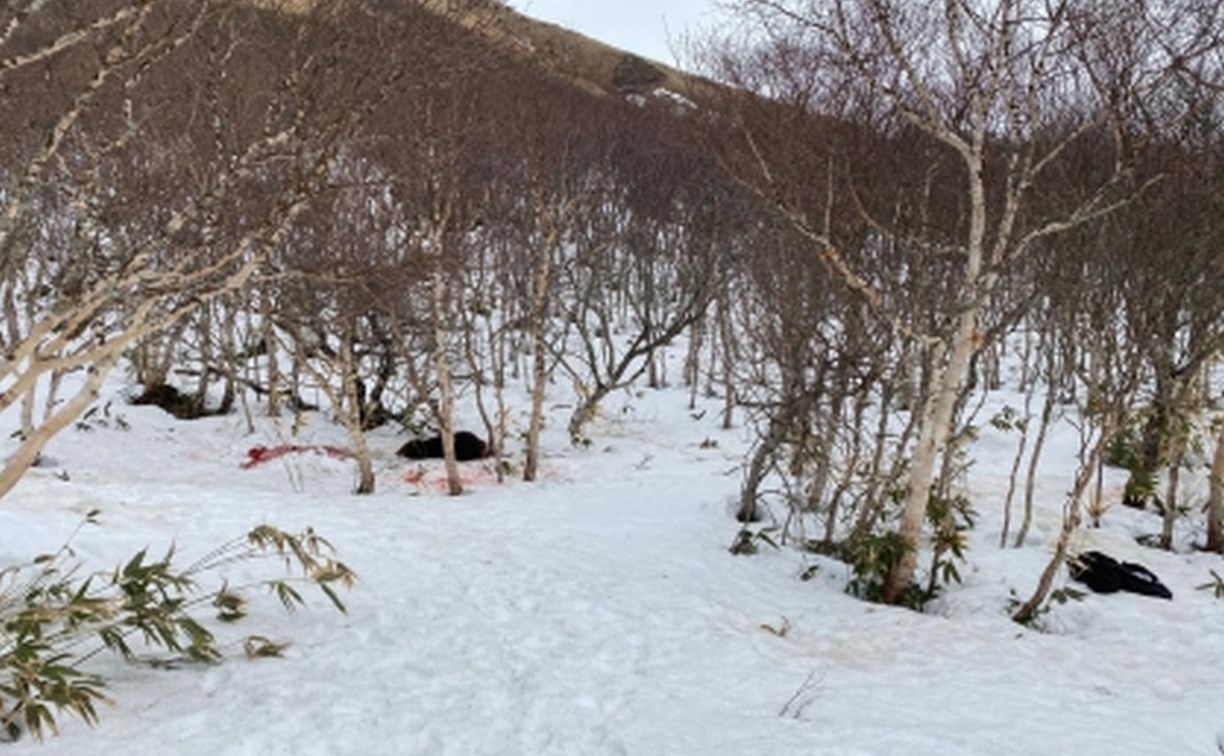 Следком опубликовал фото из курильского леса, где медведь расправился с  мужчиной - Новости Сахалинской области. Происшествия - astv.ru