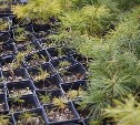 Сакуры, каштаны и липы: более 3 000 саженцев подарила Южно-Сахалинску строительная компания