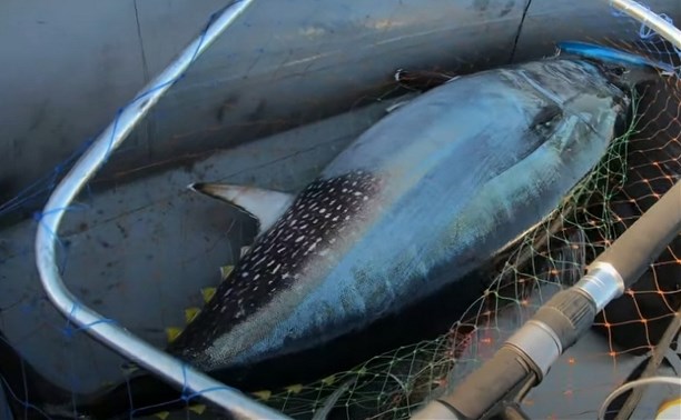 Рыба моей мечты: сахалинец впервые в жизни поймал голубого тунца и съел его перед камерой