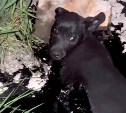 Два щенка провалились в битум в Корсакове, трое сахалинцев боролись за их жизнь всю ночь