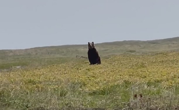 Большой медведь в испуге убегал от людей на Курилах - видео
