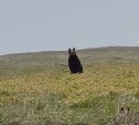 Большой медведь в испуге убегал от людей на Курилах - видео