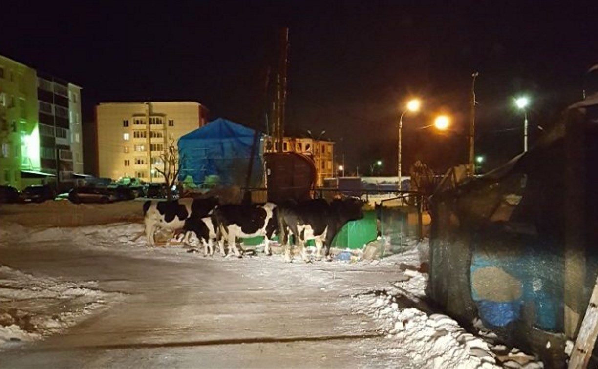 Коровы разворошили помойку в Новоалександровске