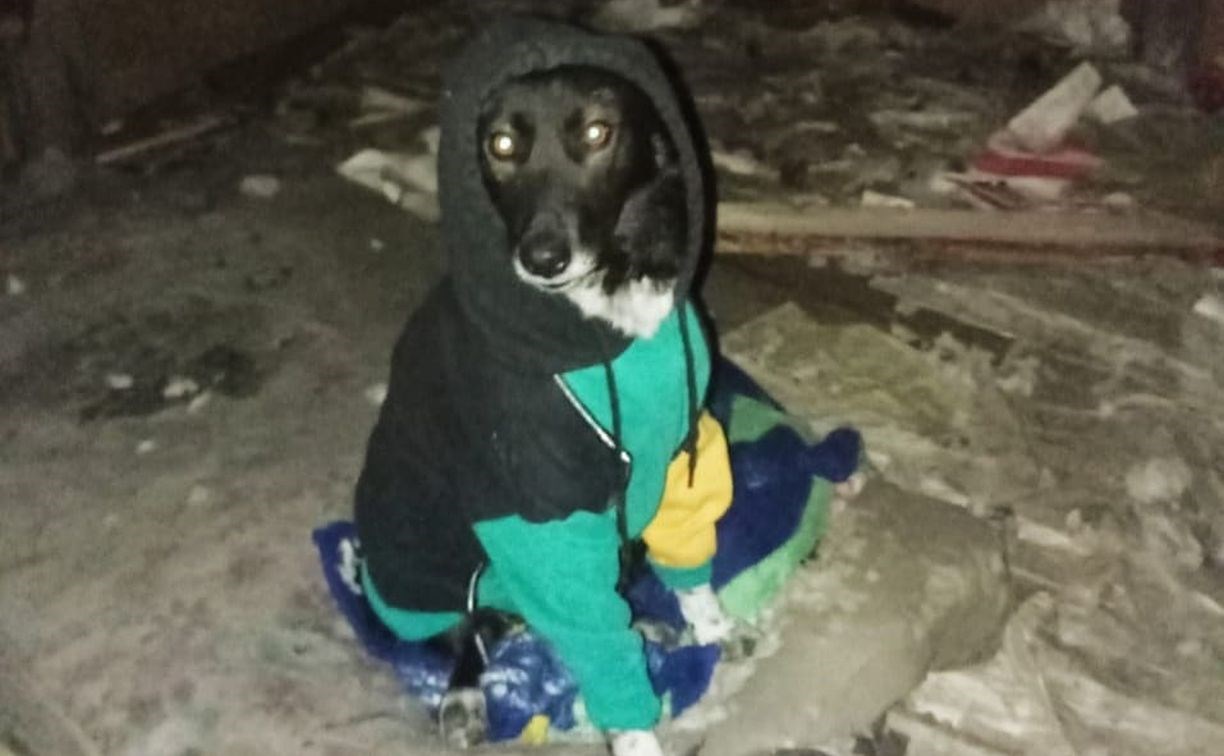 Сахалинские зоозащитники одели бездомных собак в кофточки и курточки на зиму