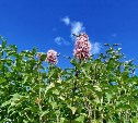 Зима отменяется: на Сахалине в разгар сентября вновь зацвела сирень 