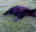 Медведя, задравшего семь баранов, пришлось убить сахалинским охотоведам