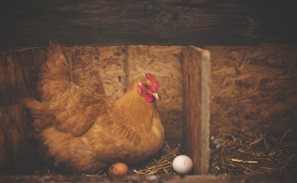 Спустя месяц на птицефабрике "Островной" отменили карантин по птичьему гриппу