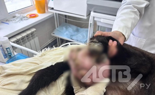 На Сахалине бездомной собаке вырезали на лапе опухоль весом 1,2 кг