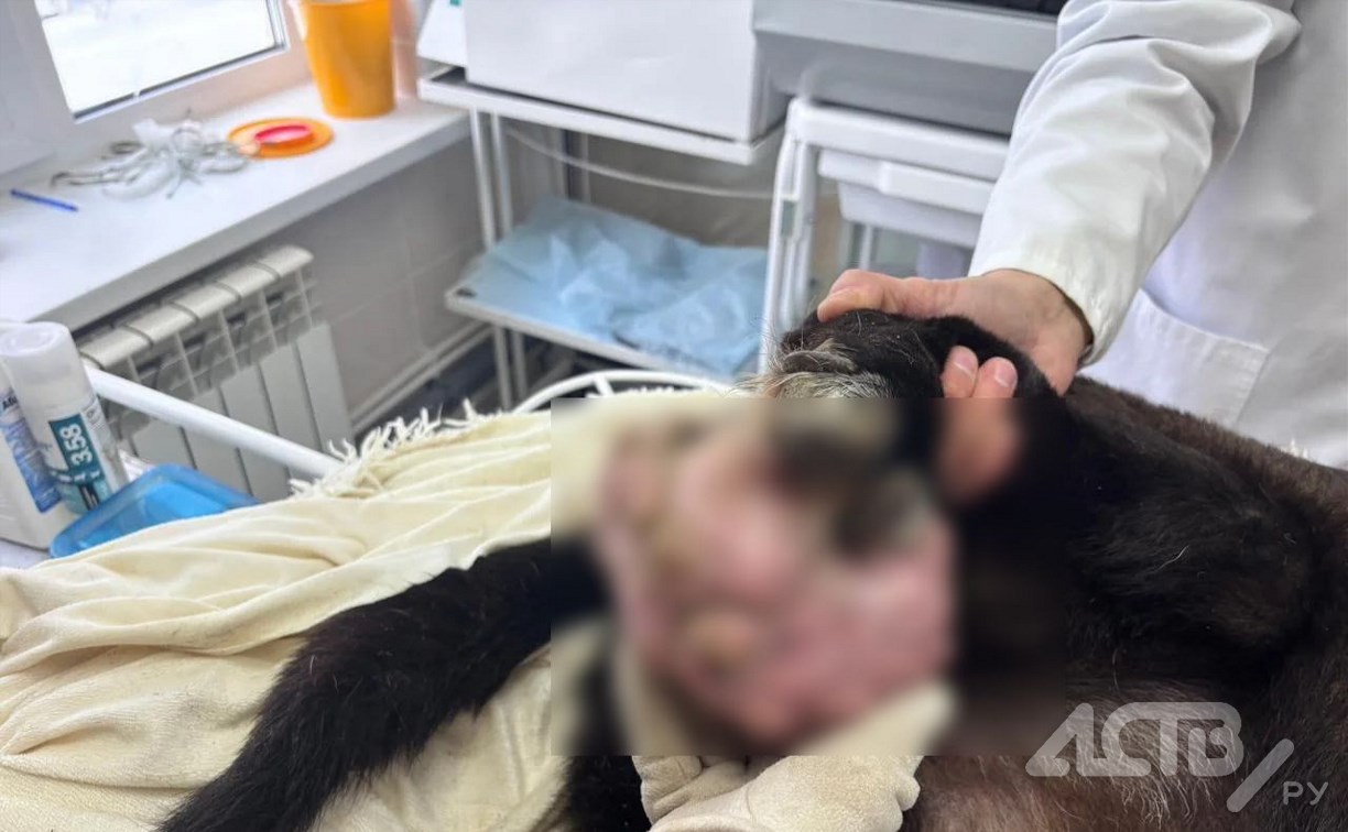 На Сахалине бездомной собаке вырезали на лапе опухоль весом 1,2 кг