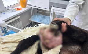 Происшествия