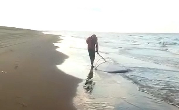 На Сахалине рыбаки собирают сибидё перед зимней рыбалкой