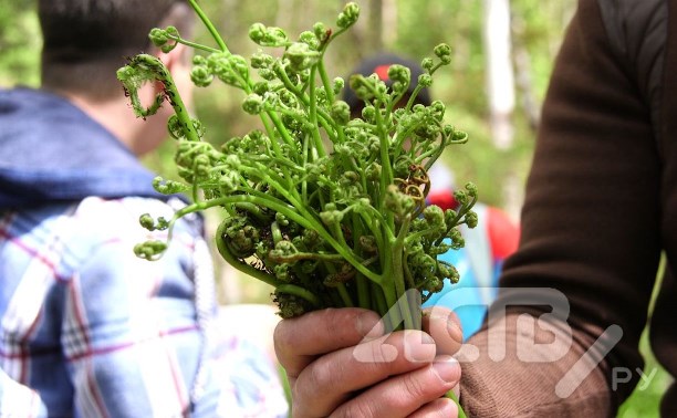 Сахалинские корейцы рассказали, как собирать и готовить папоротник