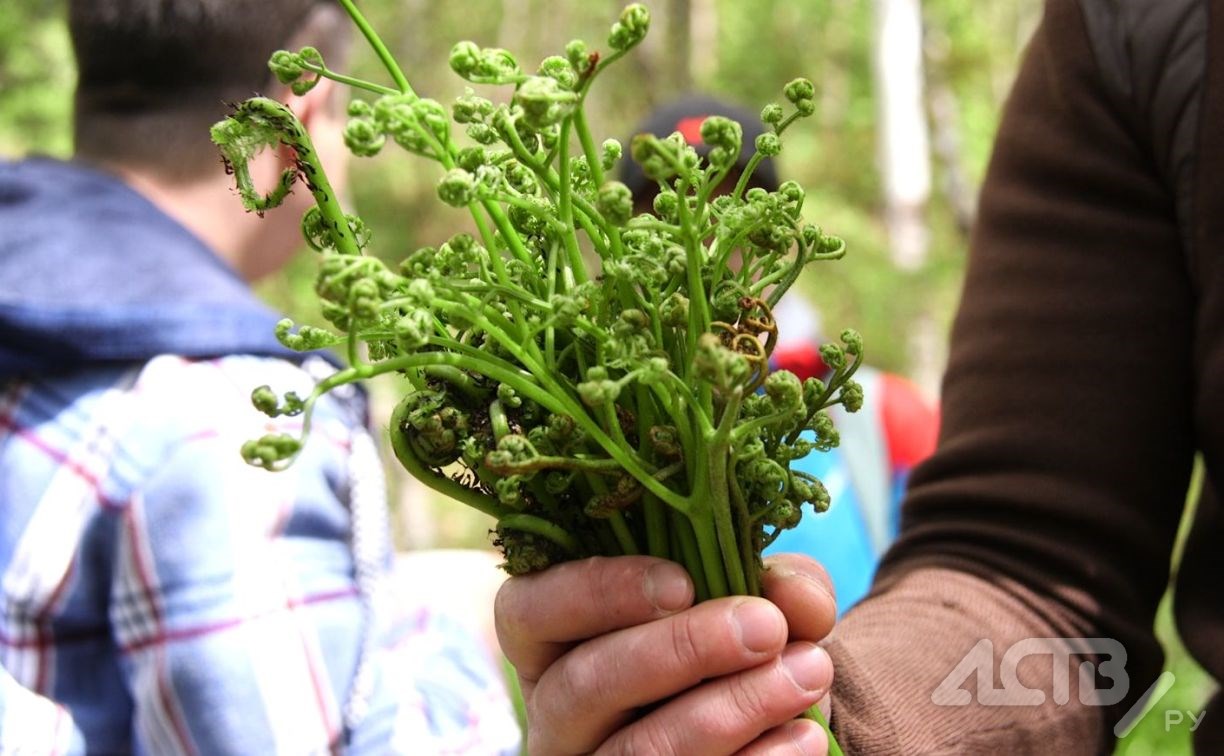 Сахалинские корейцы рассказали, как собирать и готовить папоротник |  28.05.2024 | Южно-Сахалинск - БезФормата