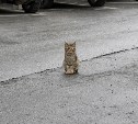 На Сахалине дождливо, а на Курилах усилится ветер: прогноз погоды для региона на 2 октября