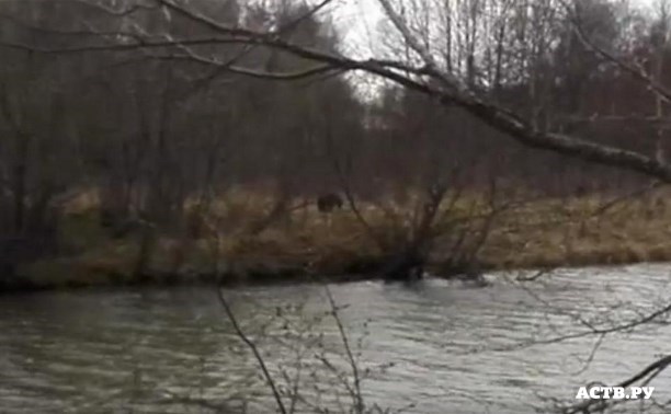Медведь вышел к реке у Охотского