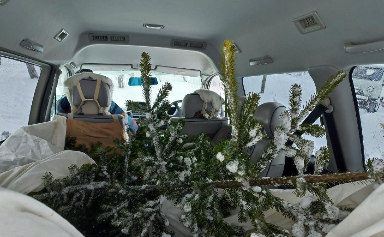 Житель Холмского района незаконно спилил новогоднюю елочку в лесу