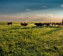 На Сахалине предпринимателя внесли в федеральный реестр за нелегальную занятость