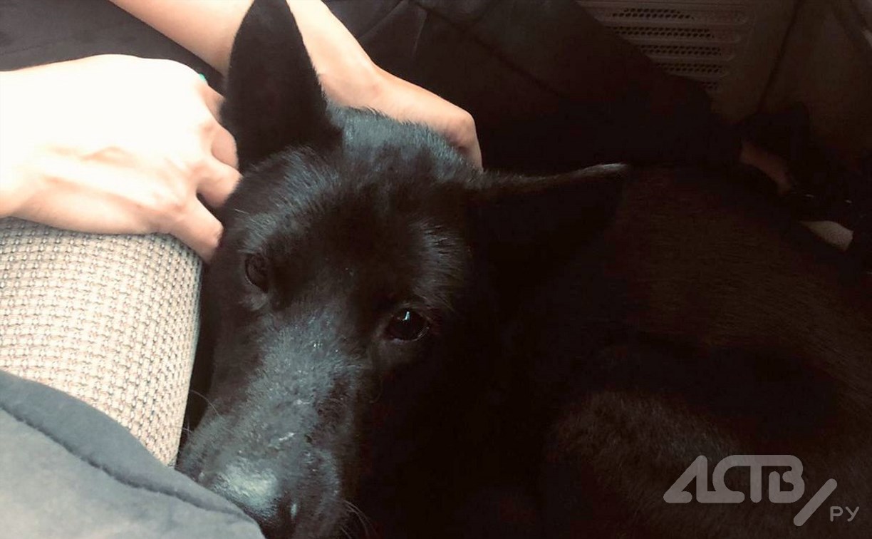 Сахалинцы нашли собаку, сбежавшую из машины после смертельного ДТП в Анивском районе