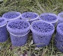 Стоимость жимолости на Камчатке дошла до 1000 рублей за литр