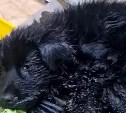 Топором и растительным маслом: необычную операцию по спасению щенка провели в Поронайске