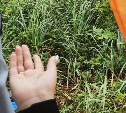 Суббота на Сахалине и Курилах будет дождливой