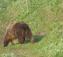 В Сахалинской области с начала года исследовали 11 проб мяса медведей