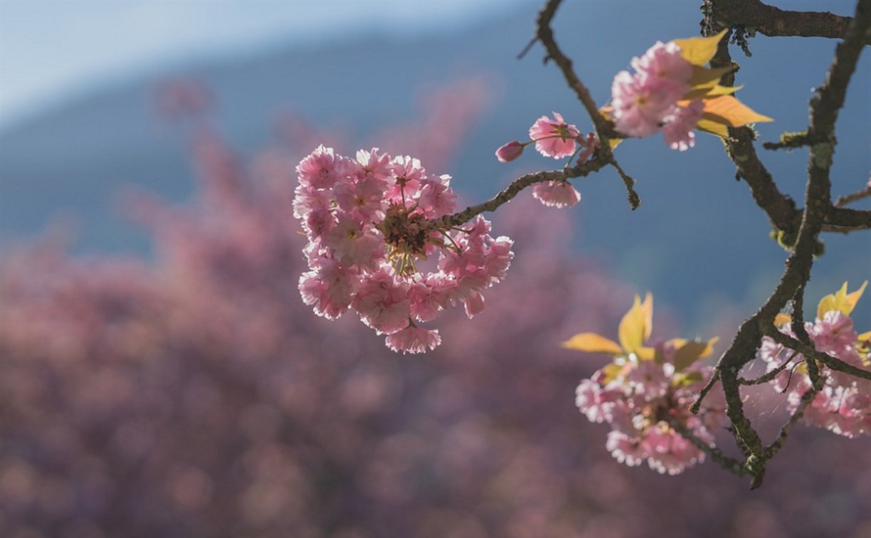 Где искать в Южно-Сахалинске розовую сакуру: удобный список адресов