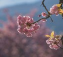 Где искать в Южно-Сахалинске розовую сакуру: удобный список адресов