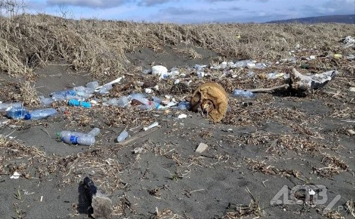 Шторм подмыл берег и оголил мусорные завалы на море у лагуны Буссе 