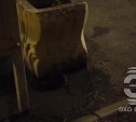 Сахалинцы: Корсаков скоро превратится в средневековый Париж из-за обилия крыс 