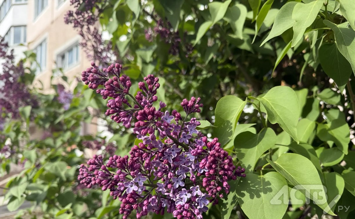 На Сахалине до +24 °C, а на Курилах до +15 °C: прогноз погоды для региона на 12 июня