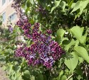 На Сахалине до +24 °C, а на Курилах до +15 °C: прогноз погоды для региона на 12 июня