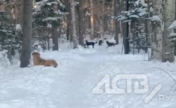 Стая псов "заточила" сахалинца в собачьем парке, чтобы он не мешал гонять белочек