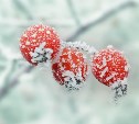 До -27 °C и снежок: погода будет на Сахалине и Курилах в последний день января 