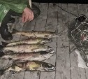 177 кг рыбы и 5,4 кг икры изъяли у сахалинских браконьеров за неделю