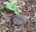 В Южно-Сахалинске среди деревьев обнаружили целое «минное поле»